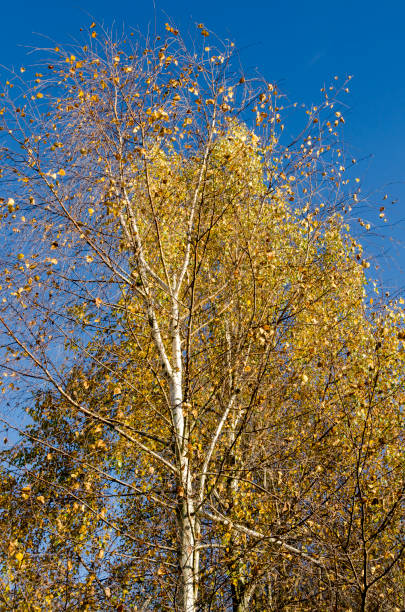 istock countryside landscape with birches 980224406
