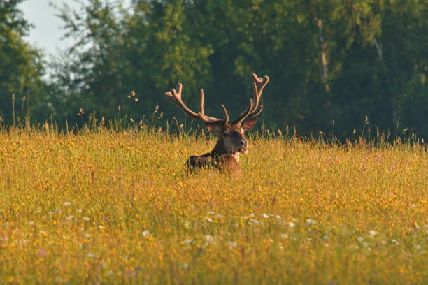 istock Deer stag sitting and sleeping on the meadow grass 980230028