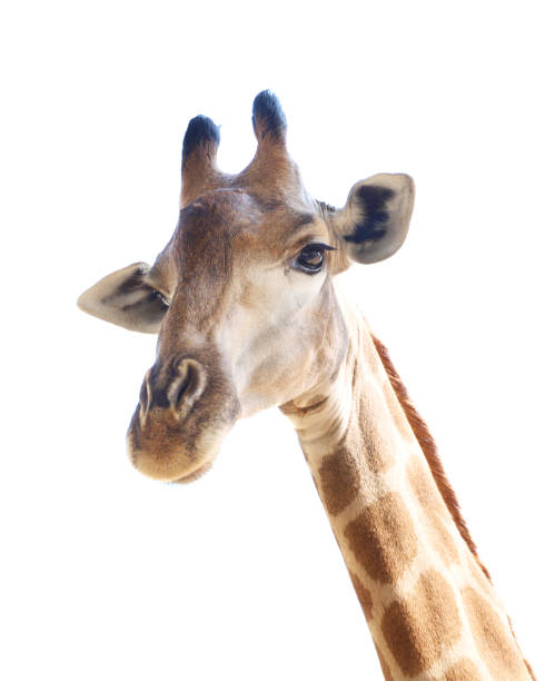 istock Close up shot of giraffe head 980233246
