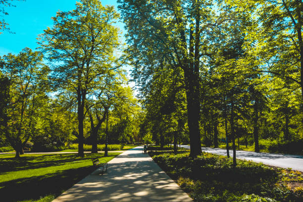 istock beautiful path in a green park 980233620