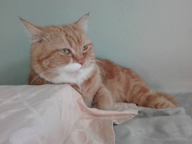 istock Orange cat and the pillow. 980233662