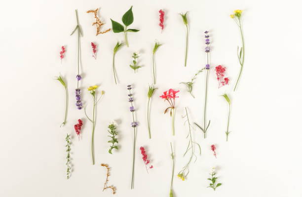 istock Floral pattern with lavender, wildflowers, green leaves, branches on white background. Flat lay, top view. 980235976