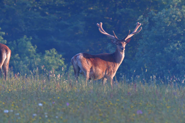 istock Deer stag with antler walking on the meadow 980237014