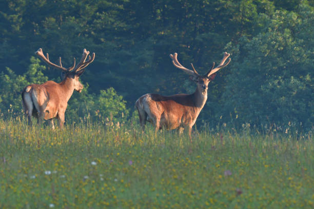 istock Deer stag with antler walking on the meadow 980237100