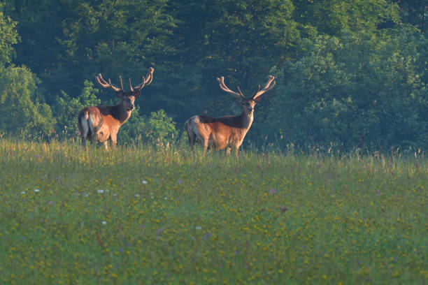 istock Deer stag with antler walking on the meadow 980237124