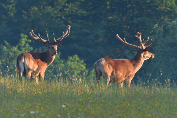 istock Deer stag with antler walking on the meadow 980237140