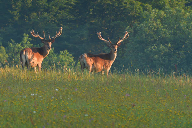 istock Deer stag with antler walking on the meadow 980237276