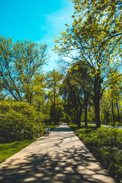 istock pedestrians way at park with big trees on the side 980240020