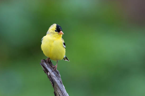 istock Male American goldfinch 980240290