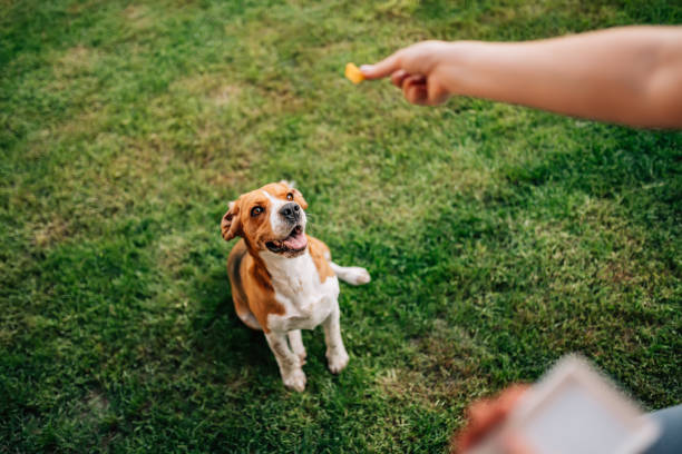 cane felice in attesa di uno spuntino. - candy cane immagine foto e immagini stock