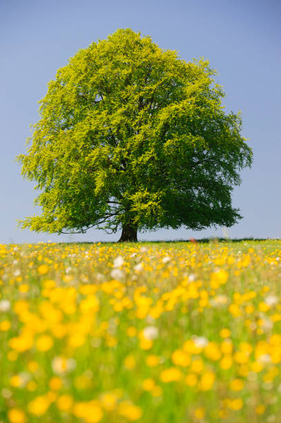 istock single big beech tree in field with perfect treetop 980241430