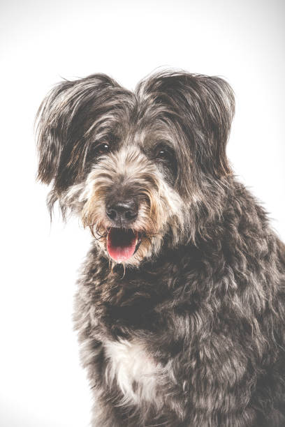 istock Studio portrait of an expressive catalan sheep dog 980244004