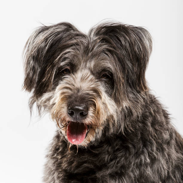 istock Studio portrait of an expressive catalan sheep dog 980244154