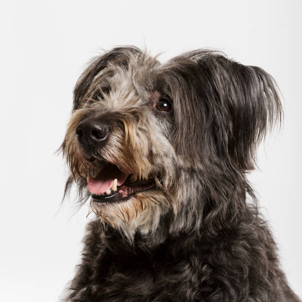 istock Studio portrait of an expressive catalan sheep dog 980244176