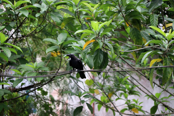 istock Black crow perch on the wire with green leaves background. 980245462