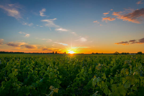 istock Rows of vine, one spring evening, with sunset. 980247902