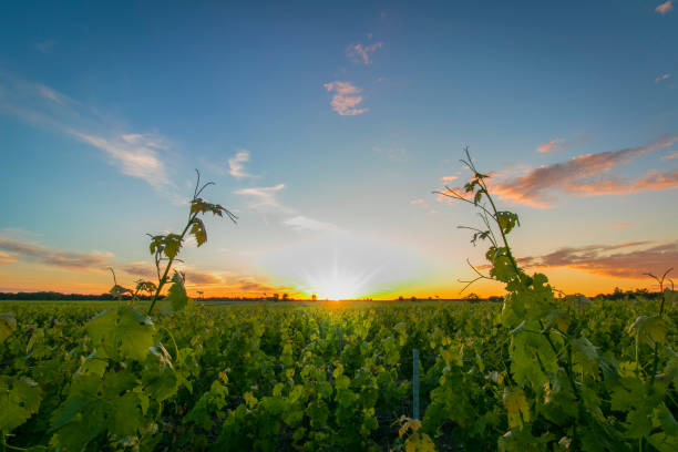 istock Rows of vine, one spring evening, with sunset. 980247926
