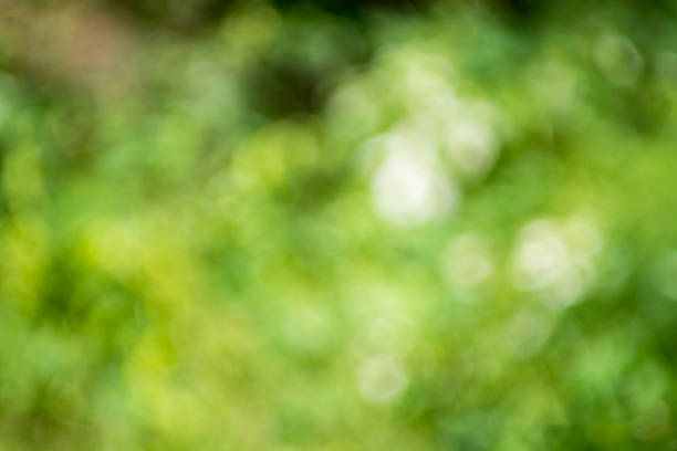 istock abstract blur green color for background 980248300