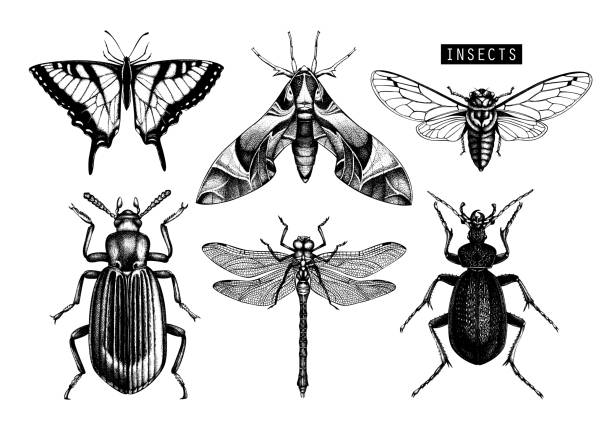 Collection of hand dawn insects Vector collection of high detailed insects sketches. Hand drawn butterflies, beetles, dragonfly, cicada, bumblebee illustrations on white background. Vintage entomological drawings. cicada stock illustrations