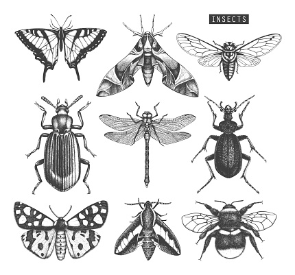 Vector collection of high detailed insects sketches. Hand drawn butterflies, beetles, dragonfly, cicada, bumblebee illustrations on white background. Vintage entomological drawings.