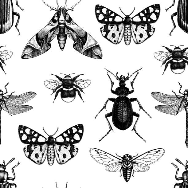 Seamless pattern with hand drawn insects Vector background with high detailed insects illustrations. Hand drawn butterflies, beetles, cicada, bumblebee and dragonfly sketches . Vintage seamless pattern. oleander hawk moth stock illustrations