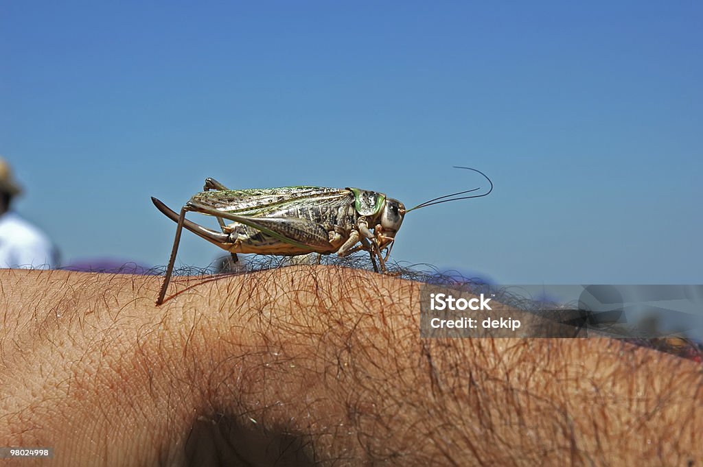 Locust  Animal Stock Photo