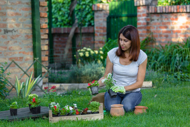 istock Woman gardening in her backyard 980252176
