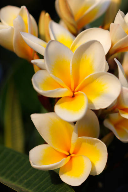 istock Flowering tree of Plumeria rubra (frangipani) 980255140