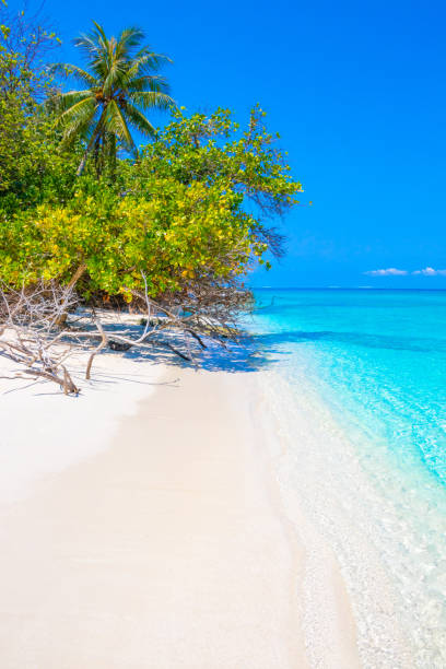 istock Dream palm on the beach 980256386