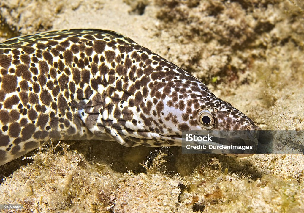 Spotted Moray Eel  Animal Stock Photo
