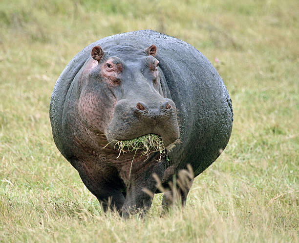 istock Hippopotamus eating grass in an open field 98025762