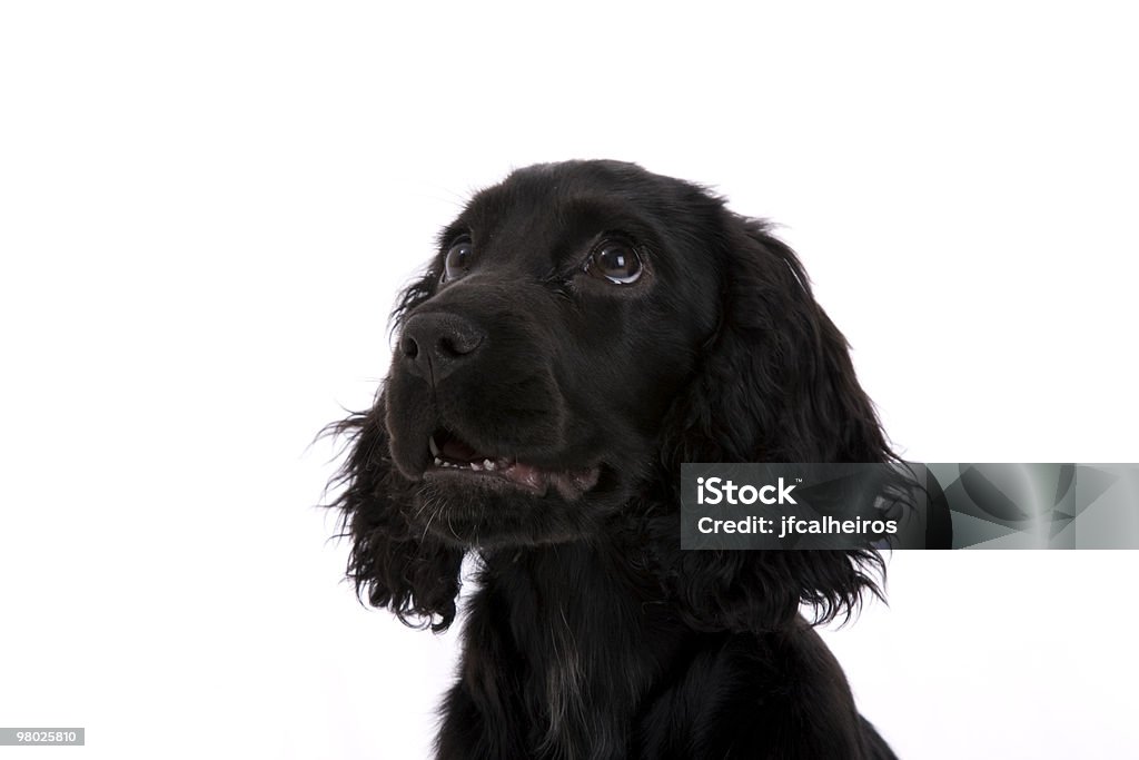 cocker spaniel - Foto stock royalty-free di Cocker Spaniel