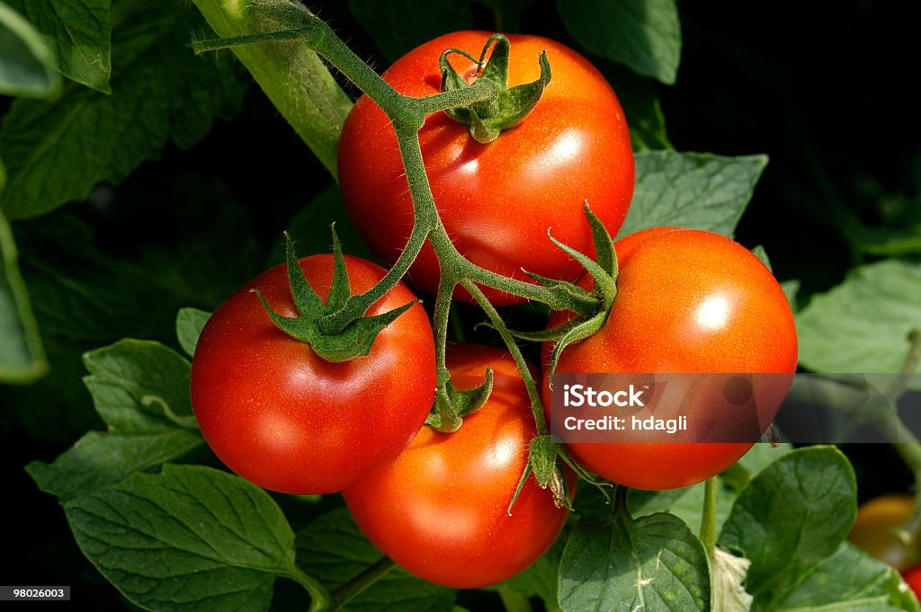 Tomaten - Lizenzfrei Tomate Stock-Foto