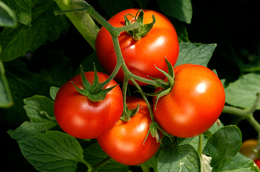 Ripe Tomato vine as ripened red fruit representing gardening and vegetable agriculture as ripened tomatoes for a salad or salsa sauce and ketchup as a spring and summer farming design element.