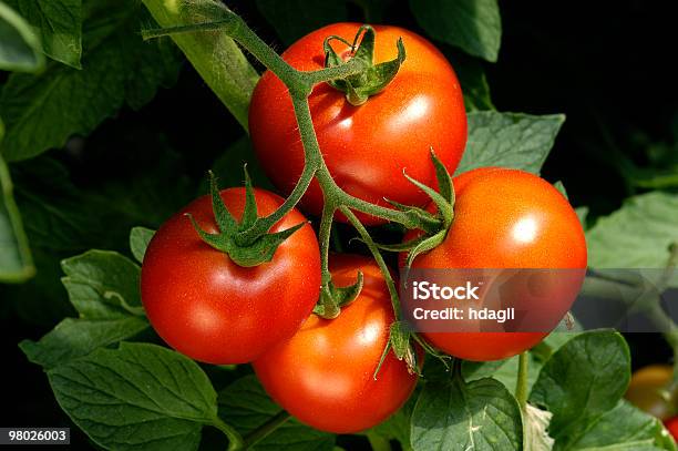 Tomatoes Stock Photo - Download Image Now - Tomato, Tomato Plant, Vegetable Garden