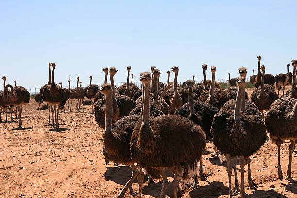istock Here Come The Girls 98026201