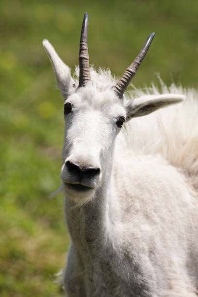 istock Mountain Goat Ewe Oreamnos americanus 980263262