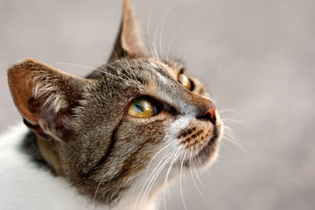 istock Feral multicolored cat in the countryside 980263706