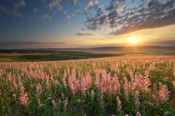istock Spring meadow of flowers. 980263738