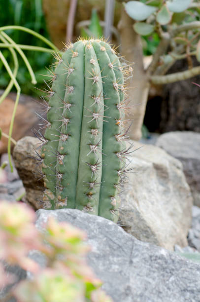 istock Cactus in the garden 980266116