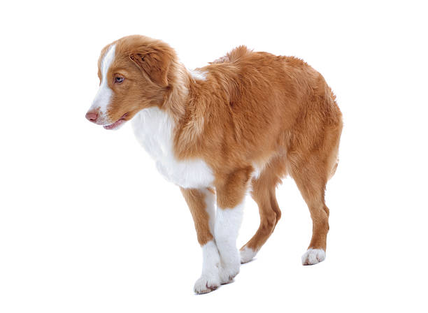 istock scotia nova duck tolling retriever 98026613