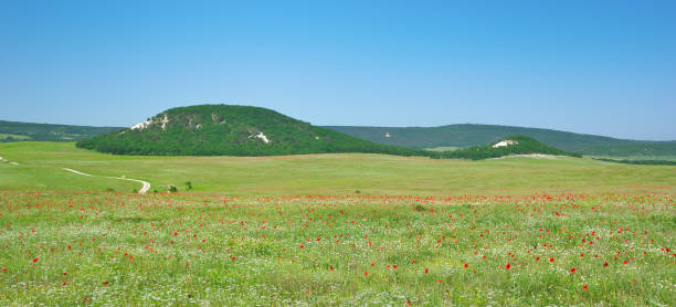 istock Green meadow and spring flowers 980266148