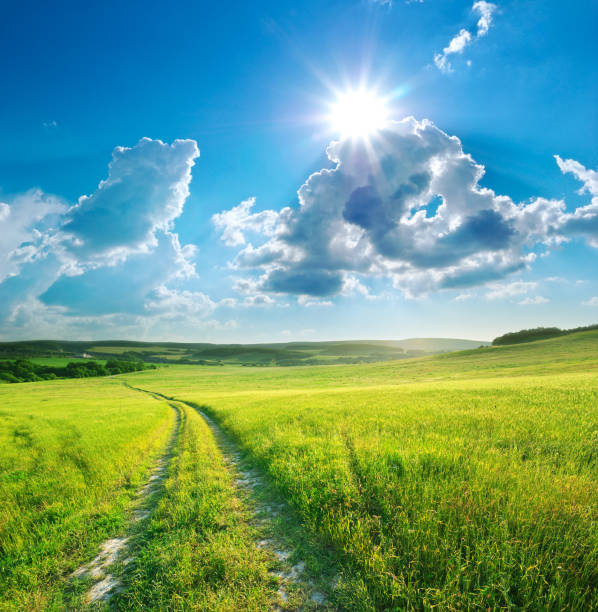 road lane and deep blue sky. nature design. - summer solitary tree environment spring imagens e fotografias de stock