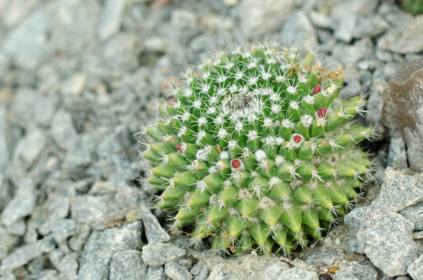 istock Bright Parodia schumanniana cactus in stony ground 980269548