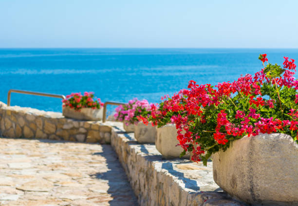 istock pots of geraniums on the sea 980275648