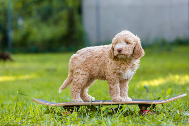 istock Cute little dogs outdoor 980276028
