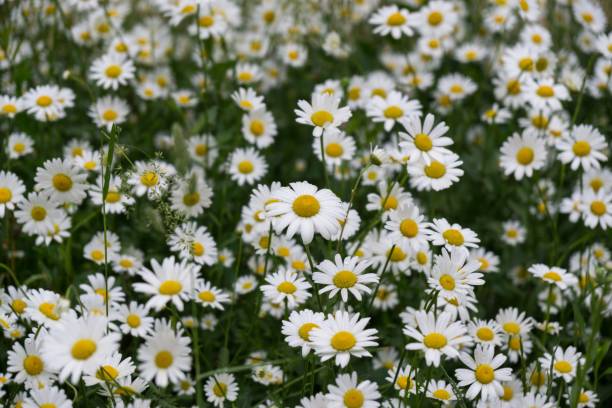 istock Camomile daisy flowers. 980288016
