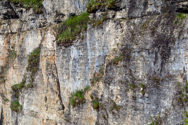 istock background, texture - rock wall in mountain plants