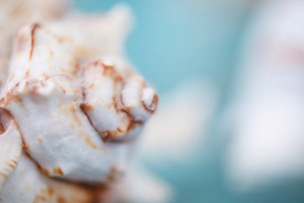Various sea shells and coral images accented with blue.
