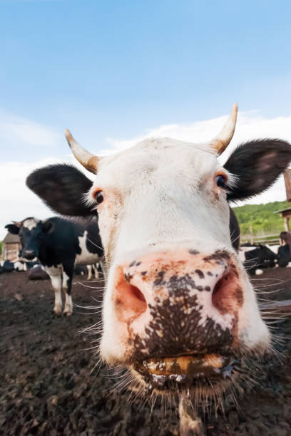 vache pokes son nez dans la caméra. photo drôle d’animal domestique de ferme. - poking nose in photos et images de collection